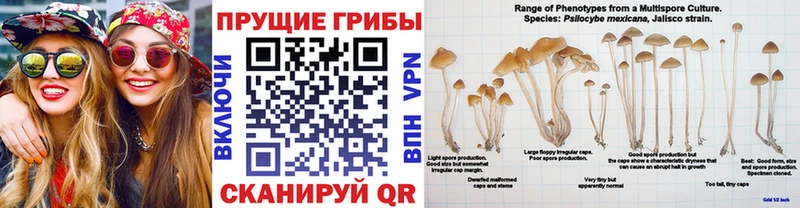 Псилоцибиновые грибы прущие грибы  Купить закладки  Всеволожск 